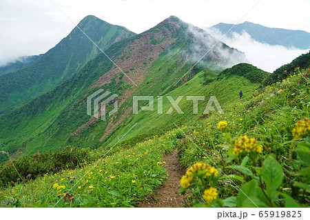 トッタベツ岳と高山植物 65919825