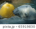 浮き具で遊ぶ動物園のシロクマ 65919830