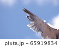 青空にはばたく翼 65919834