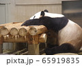 のんびりしているパンダ 65919835