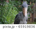 まっすぐ見つめるハシビロコウ 65919836