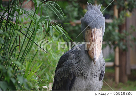 まっすぐ見つめるハシビロコウ まっすぐ見つめるハシビロコウ 65919836