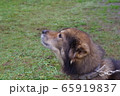 何かが気になる雑種の犬 65919837