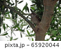オリーブの木にとまった小鳥 65920044