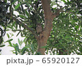 オリーブの木にとまった小鳥 65920127