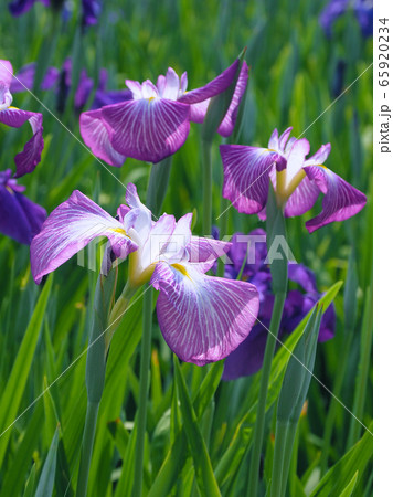 美しい花菖蒲(ハナショウブ) 美しい花菖蒲(ハナショウブ) 65920234
