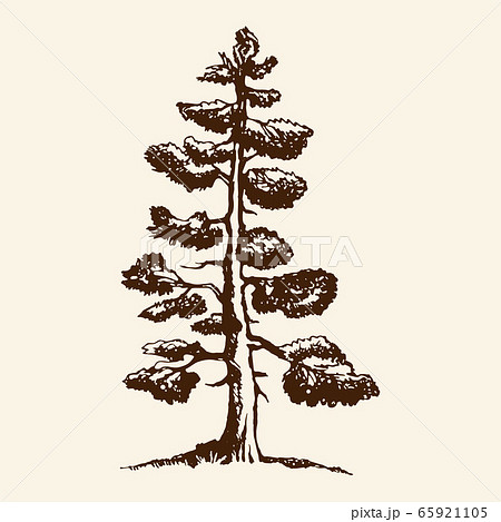 Pine tree one line drawing art. Abstract minimal style Stock Vector | Adobe  Stock