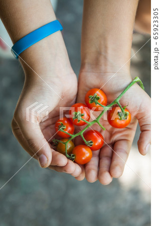 Branch of cherry tomatoes in children's hands, top view Branch of cherry tomatoes in children's hands, top view 65923305