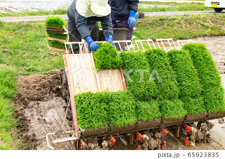 田植機による田植え作業　苗補充 65923835