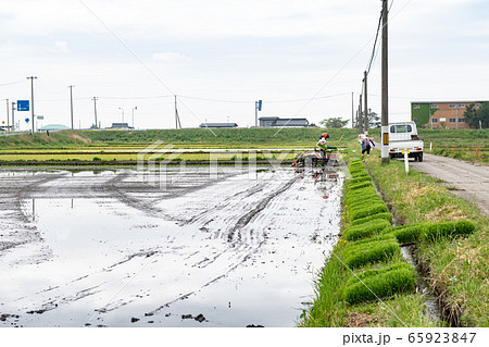 田植機による田植え作業 田植機による田植え作業 65923847