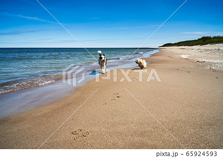dogs run and play on the beach in summer dogs run and play on the beach in summer 65924593