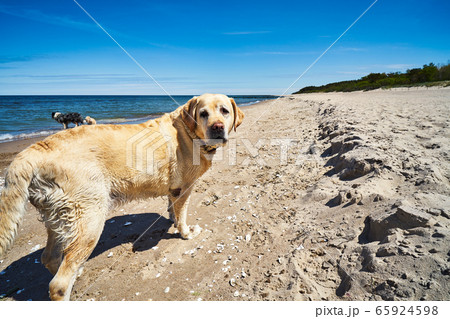 dogs run and play on the beach in summer dogs run and play on the beach in summer 65924598
