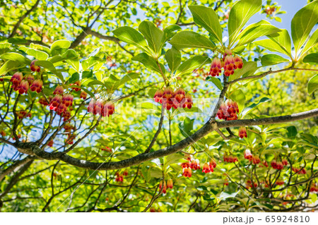 サラサドウダン 65924810