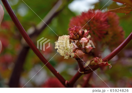 トウゴマの雄花 トウゴマの雄花 65924826
