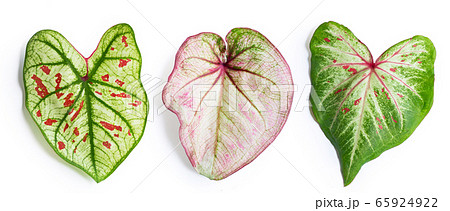 Caladium leaves on white background. Top view 65924922