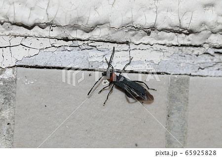 ホタルカミキリ ホタルカミキリ 65925828