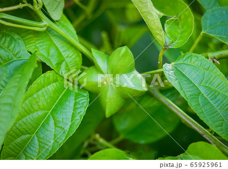 Sacha inchi palnt / Green fresh sacha Inchi seed 65925961