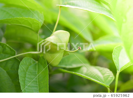 Sacha inchi palnt / Green fresh sacha Inchi seed Sacha inchi palnt / Green fresh sacha Inchi seed 65925962