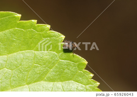 ムシクソハムシ  65926043