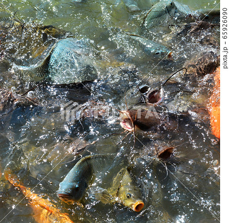 Feed fish / Many fish feed food a lot of feeding 65926090