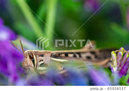 ツチイナゴ 65926537