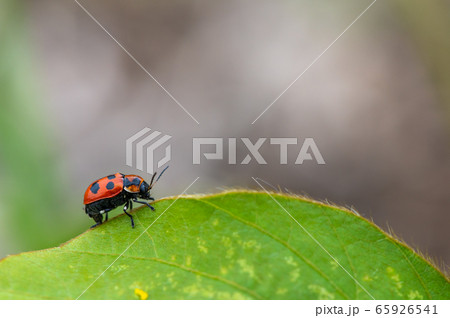 クロボシツツハムシ クロボシツツハムシ 65926541