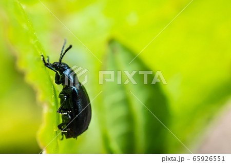 コガタルリハムシ 65926551