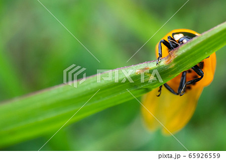 羽化したばかりのテントウムシ 65926559