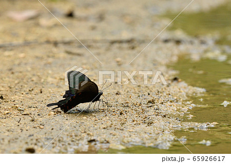 吸水するヤエヤマカラスアゲハ Chinese peacock 烏揚羽 吸水するヤエヤマカラスアゲハ Chinese peacock 烏揚羽 65926617