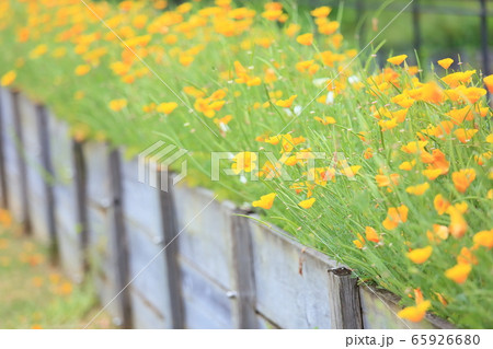 ハナビシソウの花 ハナビシソウの花 65926680
