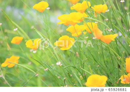 ハナビシソウの花 ハナビシソウの花 65926681
