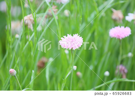 ヤグルマギクの花 65926683