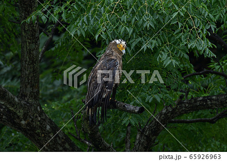 雨でずぶ濡れのカンムリワシ 冠鷲 Crested serpent eagle 特別天然記念物 雨でずぶ濡れのカンムリワシ 冠鷲 Crested serpent eagle 特別天然記念物 65926963