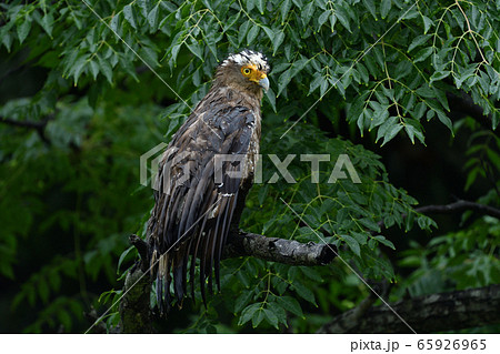 雨でずぶ濡れのカンムリワシ　冠鷲　Crested serpent eagle　特別天然記念物 65926965