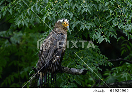 雨でずぶ濡れのカンムリワシ　冠鷲　Crested serpent eagle　特別天然記念物 65926966