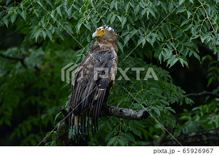 雨でずぶ濡れのカンムリワシ　冠鷲　Crested serpent eagle　特別天然記念物 65926967
