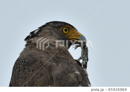 カエルを捕まえるカンムリワシ 冠鷲 Crested serpent eagle 特別天然記念物 カエルを捕まえるカンムリワシ 冠鷲 Crested serpent eagle 特別天然記念物 65926969