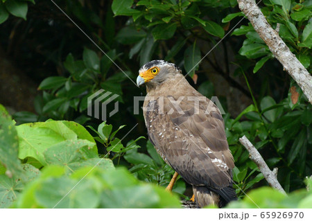カンムリワシ　冠鷲　Crested serpent eagle　特別天然記念物 65926970