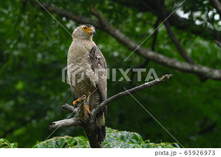 カンムリワシ　冠鷲　Crested serpent eagle　特別天然記念物 65926973