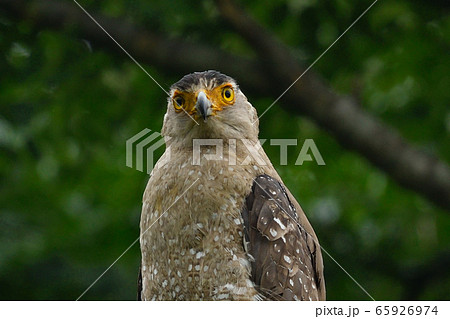 カンムリワシ 冠鷲 Crested serpent eagle 特別天然記念物 カンムリワシ 冠鷲 Crested serpent eagle 特別天然記念物 65926974