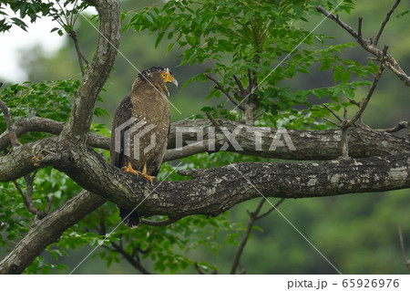 カンムリワシ　冠鷲　Crested serpent eagle　特別天然記念物 65926976