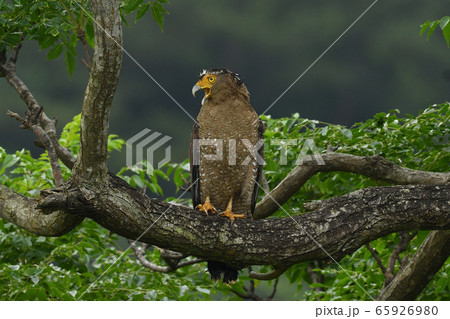カンムリワシ　冠鷲　Crested serpent eagle　特別天然記念物 65926980