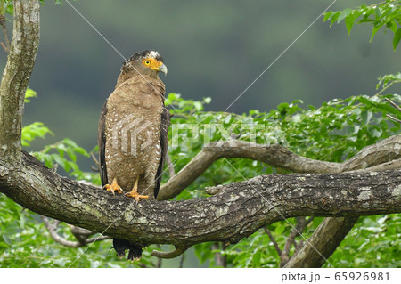 カンムリワシ　冠鷲　Crested serpent eagle　特別天然記念物 65926981