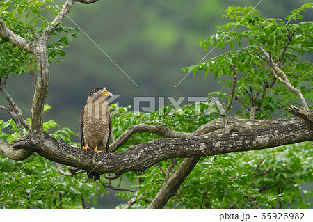 カンムリワシ　冠鷲　Crested serpent eagle　特別天然記念物 65926982