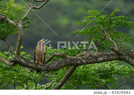 カンムリワシ　冠鷲　Crested serpent eagle　特別天然記念物 65926983