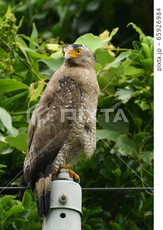 カンムリワシ　冠鷲　Crested serpent eagle　特別天然記念物 65926984