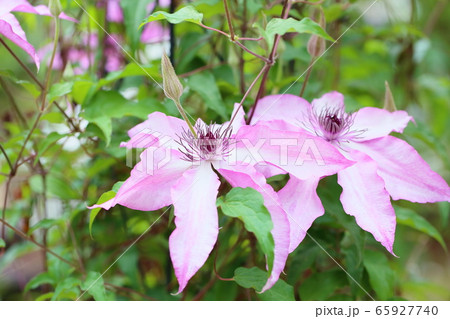 クレマチスの花 65927740