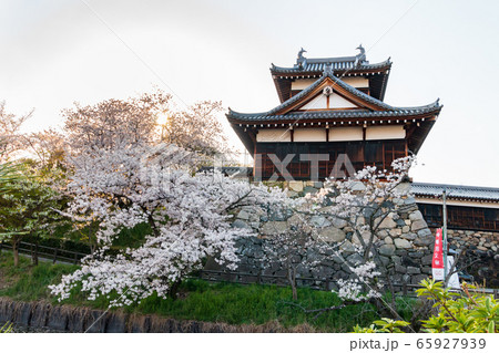 奈良　郡山城の桜 65927939