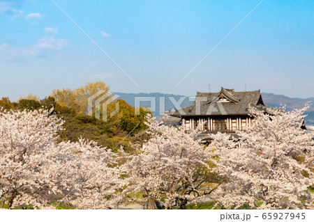 奈良 郡山城の桜 奈良 郡山城の桜 65927945