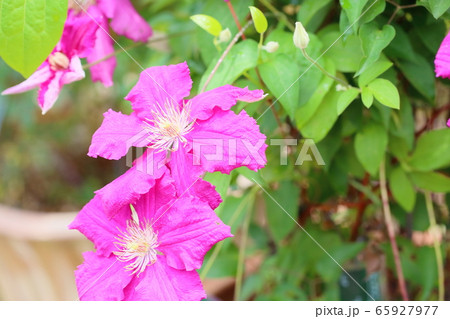 クレマチスの花 クレマチスの花 65927977